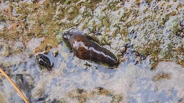Tadpole swimming through muddy puddle, macro wildlife footage. Amphibian larva gliding across shallow water, natural habitat. Small aquatic creature wriggling on wet silt, closeup scene. 