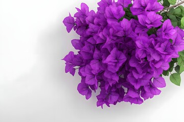 Obraz premium Detailed realistic HD of bougainvillea purple in full bloom.