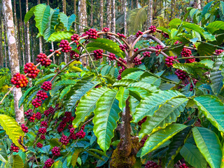 closeup of Coffee plant, Coffee beans on tree with Fresh red and green coffee beans on trees branch