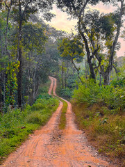 Narrow Path Through a Lush Green Jungle.
