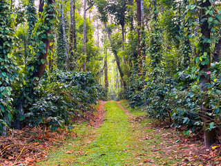 closeup of Coffee plant, Coffee beans on tree with Fresh red and green coffee beans on trees branch