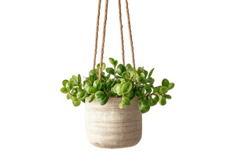 Potted plant hanging from brown ropes with green leaves against a black background