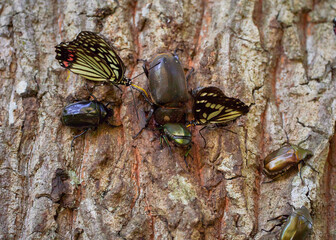 Fototapete bei efototapeten.de bestellen   