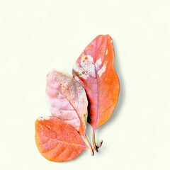 Three Vibrant Autumn Leaves Isolated on Light Background