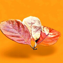 Three Autumn Dried Leaves on Vibrant Orange Background