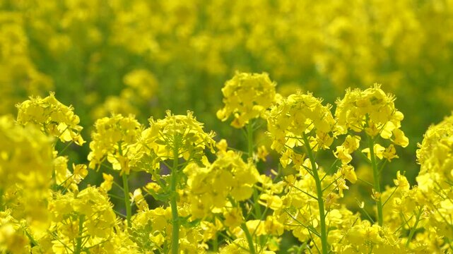 風に揺れる菜の花畑の4Kスローモーション動画