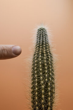 dedo se&ntilde;alando un cactus en fondo rosa