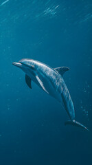 Dolphin in the water