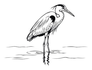 Fototapeta premium Elegant heron gracefully standing in shallow water with a subtle reflection, ideal for naturethemed publications, educational materials, or wildlife conservation campaigns.