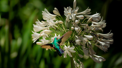 El colibrí y su flor © Franco