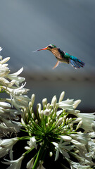 Colibrí y su nectar © Franco