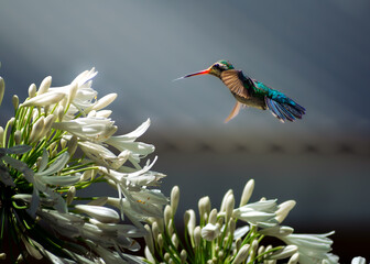 Colibrí y su nectar