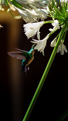 Colibrí alimentandose © Franco