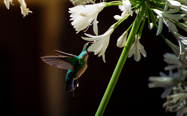 Colibrí alimentandose © Franco