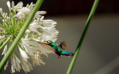 Colibrí alimentandose