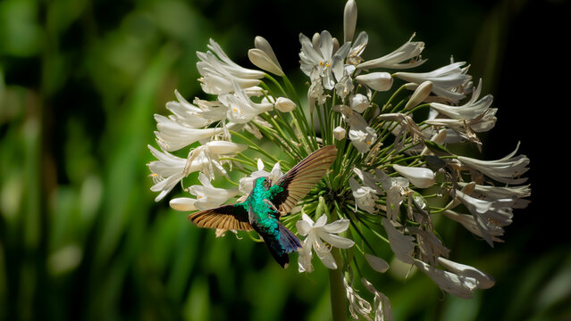 El colibr&iacute; y su flor