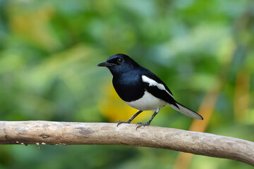 The Oriental Magpie Robin forages for food in the afternoon.