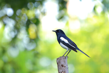 The Oriental Magpie Robin forages for food in the afternoon.