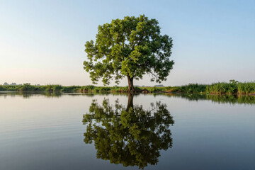 Obraz premium Lonely green tree reflected in calm lake sustainability serene landscape sunrise riparian habitat