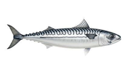 Mackerel fish with wavy stripes, studio shot