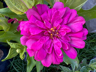 pink and purple flower