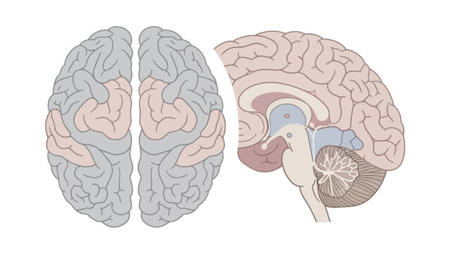 Detailed Human Brain Anatomy Illustration Featuring Superior Top View and Sagittal Side Cross Section with Highlighted Regions for Medical and Scientific Study.