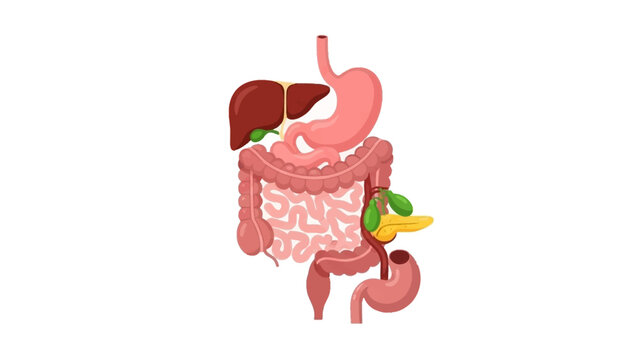 Detailed Vector Illustration of the Human Digestive System Anatomy Featuring Stomach Liver Pancreas Intestines and Esophagus on a Clean White Background Graphic
