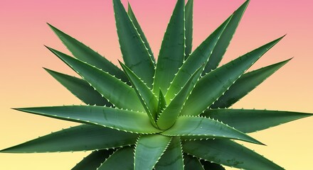 Closeup of green aloe vera plant against pink and yellow gradient background