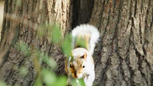 Cute squirrel peeking from tree trunk in forest