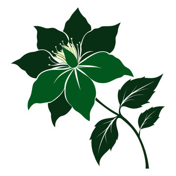 clematis evergreen silhouette on white background