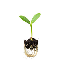 A single green seedling with roots growing from the soil, isolated on a png transparent