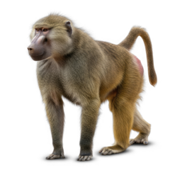A baboon standing on a png transparent
