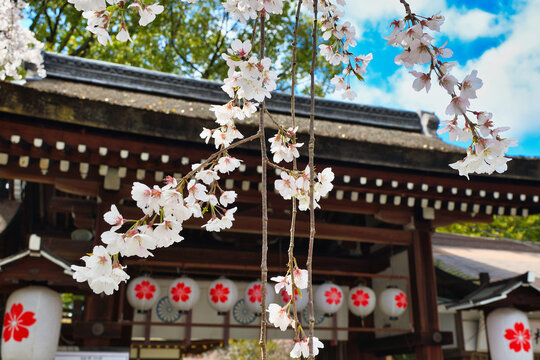 京都　平野神社　美しい枝垂れ桜（しだれ桜）魁桜（日本京都府京都市）
Beautiful weeping cherry blossoms, Sakigake Zakura, at Hirano Shrine in Kyoto (Kyoto City, Kyoto Prefecture, Japan)
