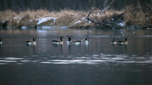 Flock of Canada Geese (Branta canadensis) in Evening River Light