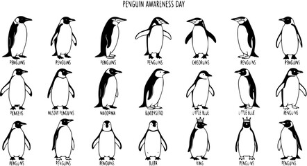 Naklejka premium Black and White Hand-Drawn Line Art Illustration of Various Penguin Species for Wildlife Education and Awareness Day. Cartoon Outline Set of Different Types of Antarctic and Subantarctic Birds.