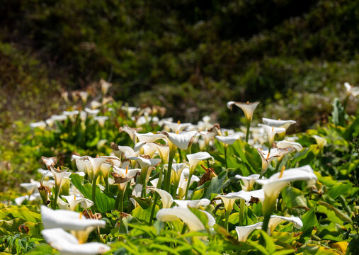 Calla Lily Valley Along The Big Sur Coast