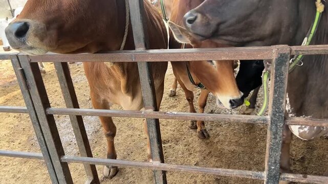 Gaushala to protect cows at ISKCON Mandir