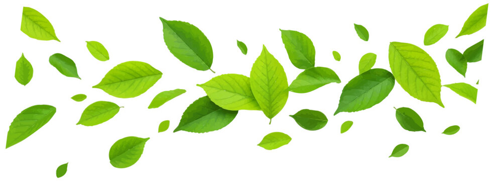 Horizontal banner with scattered green leaves for natural organic branding and cosmetics vector illustration.