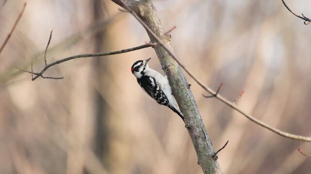 Downy Woodpecker (Dryobates pubescens) Scaling Small Tree While Foraging in Winter