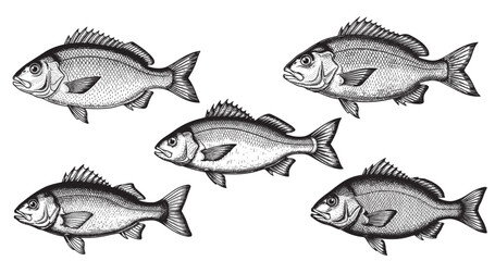 Fish engraving illustration for seafood restaurant menu and branding