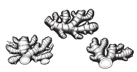 Ginger root botanical vintage engraving isolated on white background