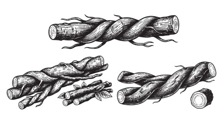 Licorice root botanical vintage engraving isolated on white background