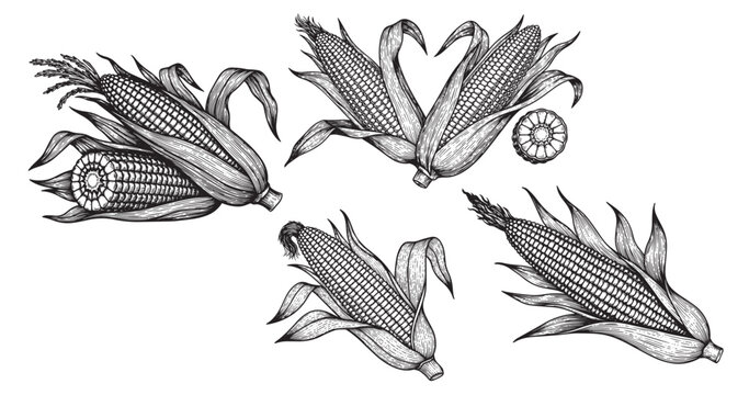 Corn maize botanical vintage engraving isolated on white background
