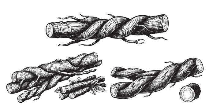 Licorice root botanical vintage engraving isolated on white background