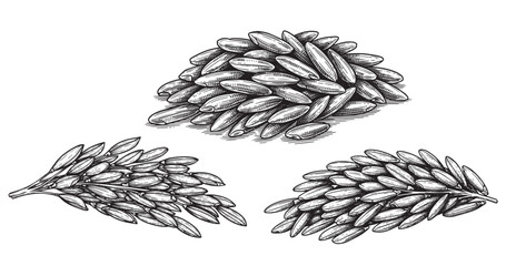 Rice grain botanical vintage engraving isolated on white background