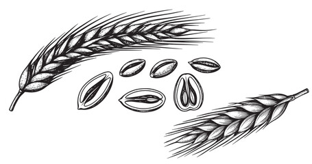 Rye grain botanical vintage engraving isolated on white background