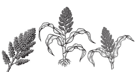 Sorghum plant botanical vintage engraving isolated on white background