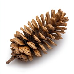 Collecting pine cones in nature forest setting close-up photography natural environment macro view organic materials