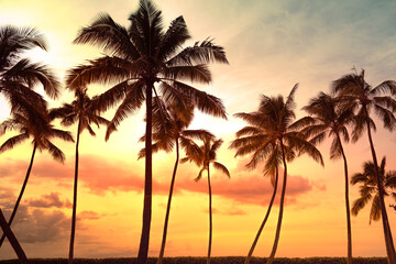 Palm tree silhouette on a background of tropical sunset
