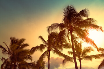 Palm trees on a golden sunset sky	